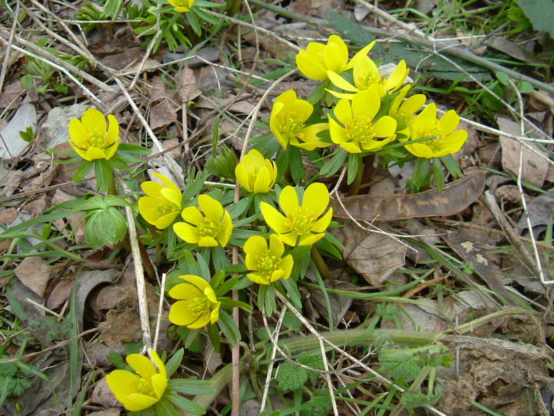 Eranthis hyemalis / Pie'' di gallo